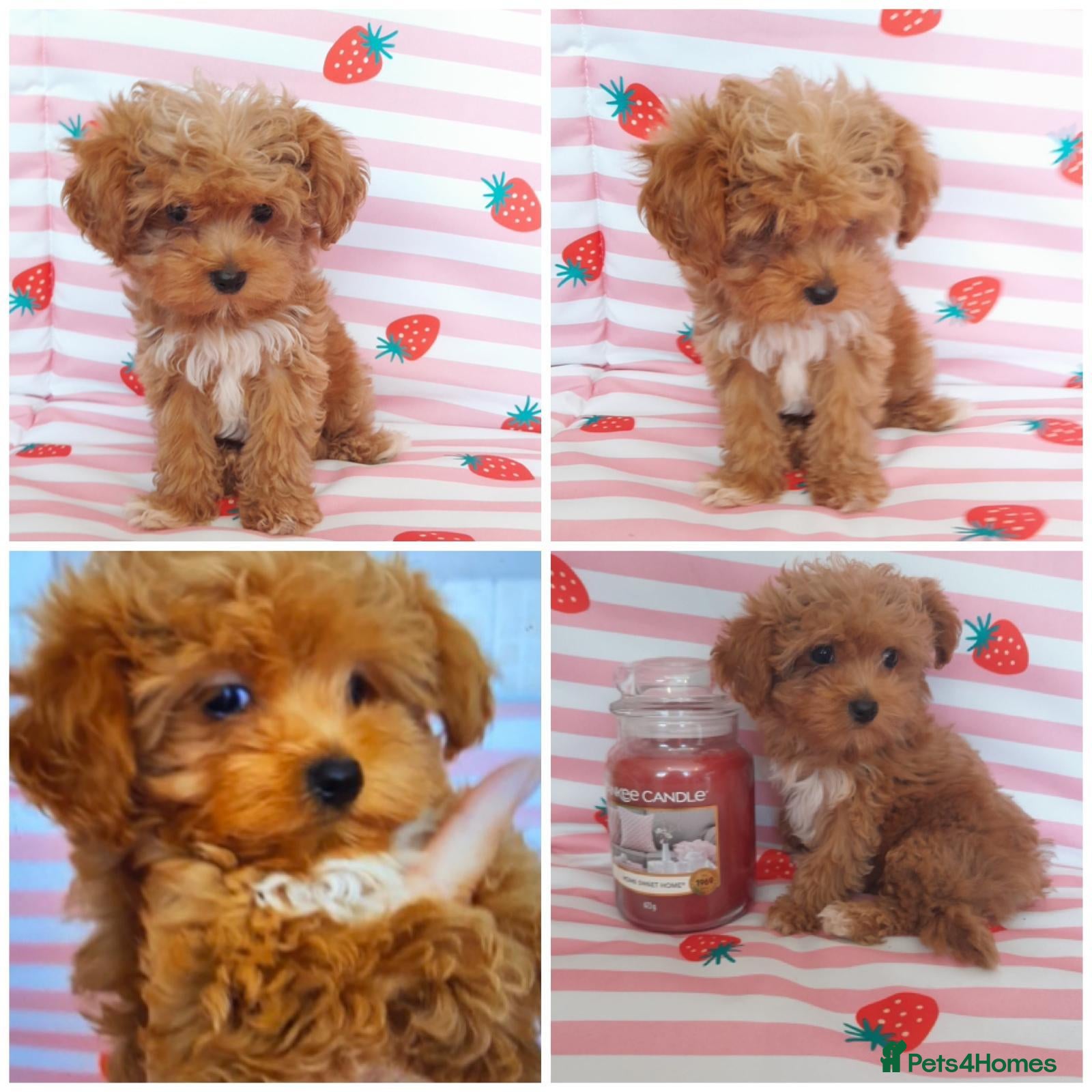 Maltipoo dogs Extensively DNA tested Asian maltipoo puppies  - Advert 5