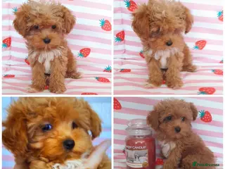 Maltipoo dogs Extensively DNA tested Asian maltipoo puppies - Advert 5