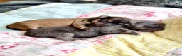 Chorkie dogs for sale: Miniature Chorkie Boys - Advert 6