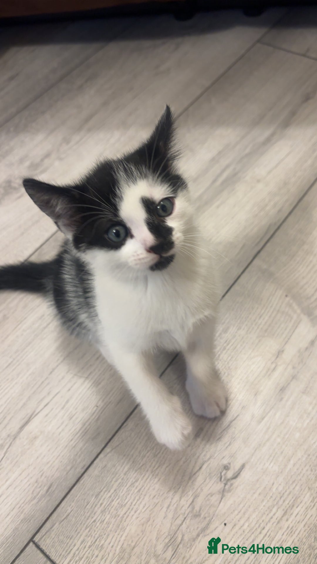 American Shorthair cats for sale: Kittens for sale  - Advert 3