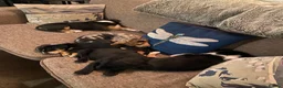 Borador dogs for sale: Borador pups with a bit of kelpie too! - Advert 5