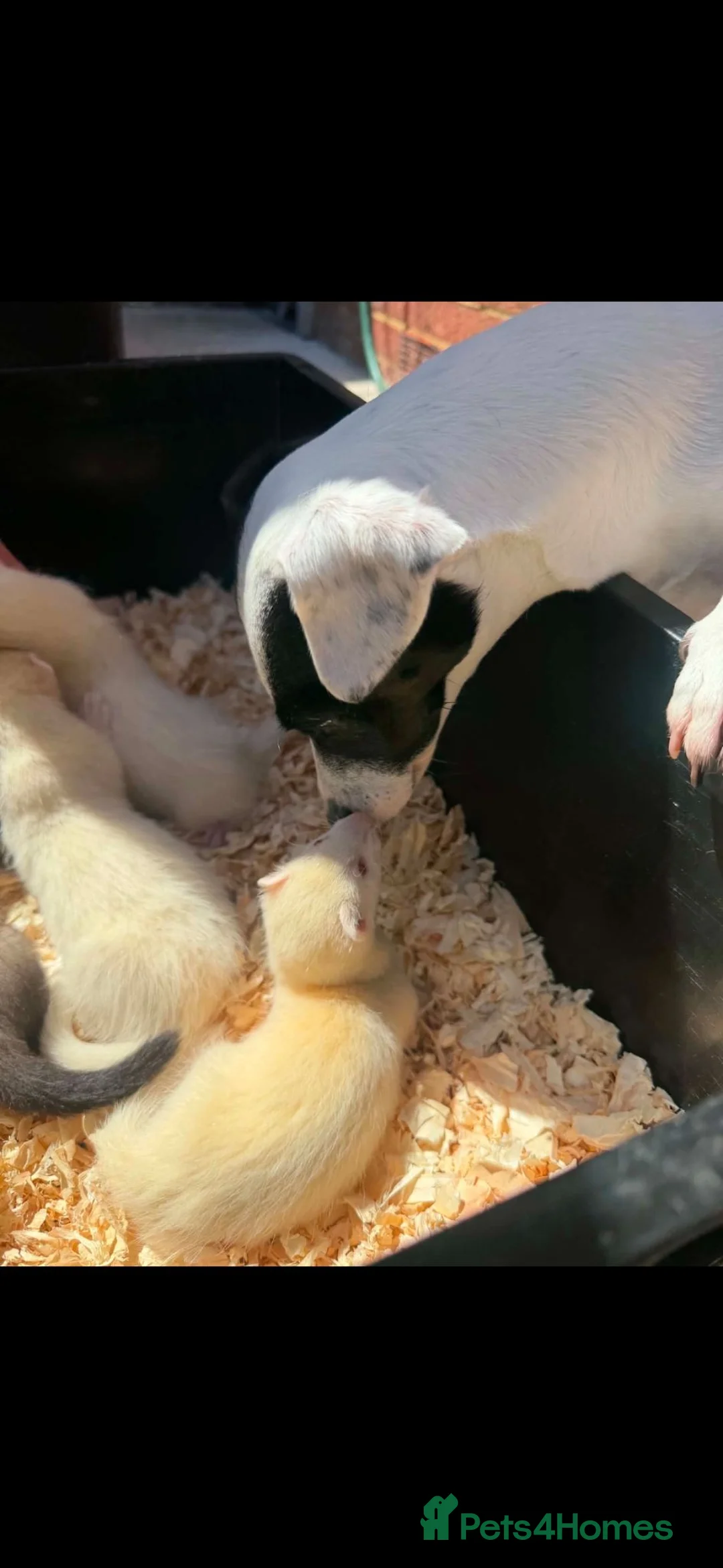 Ferret rodents for sale: Ferret kits for sale  in Bridgwater - Advert 2
