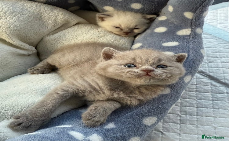 British Shorthair cats - Advert 12