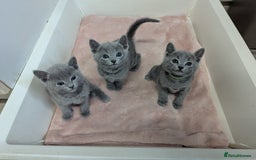 Russian Blue cats for sale: TICA Registered Affectionate Kittens - Image 11
