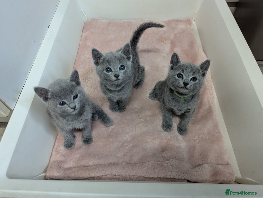 Russian Blue cats for sale: TICA Registered Affectionate Kittens - Image 11