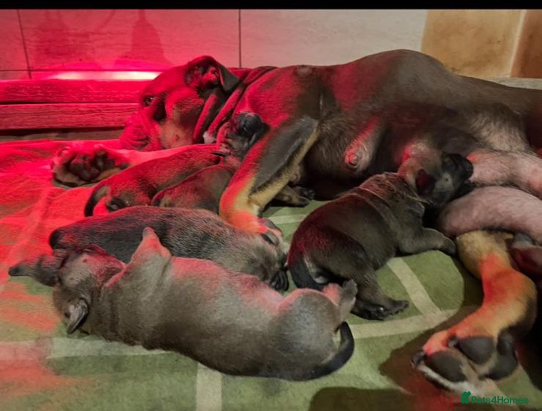 Olde English Bulldogge dogs for sale: Beautiful olde English bulldog pups - Image 6
