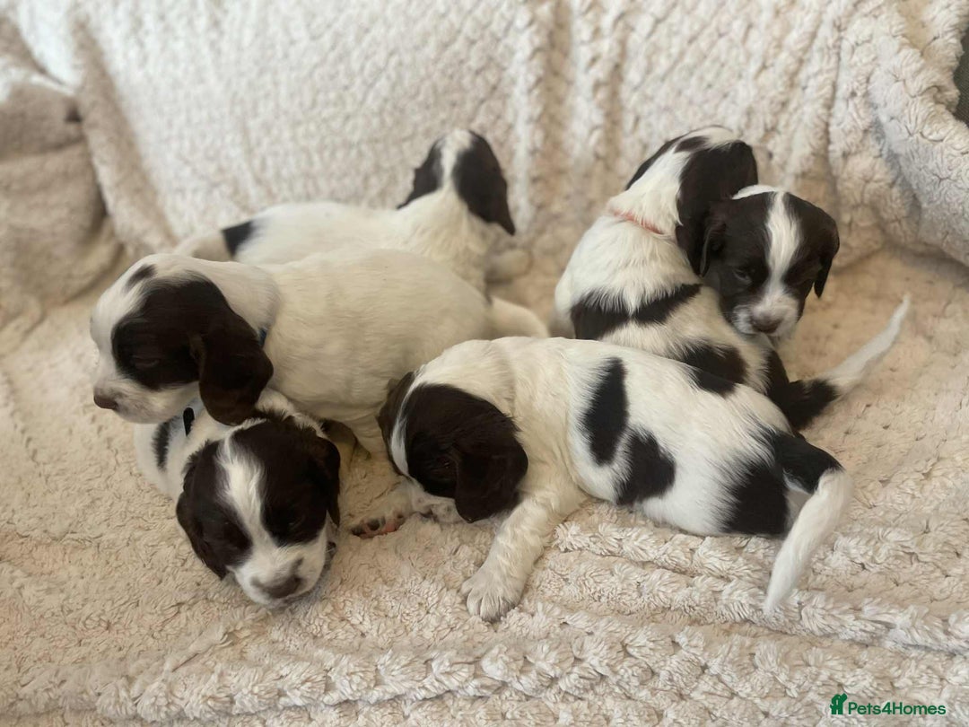 English Springer Spaniel dogs for sale: English springer spaniel  - Image 9