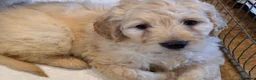Goldendoodle dogs for sale: Cute Goldendoodle Ready for Their Forever Homes in Leicester - Advert 5