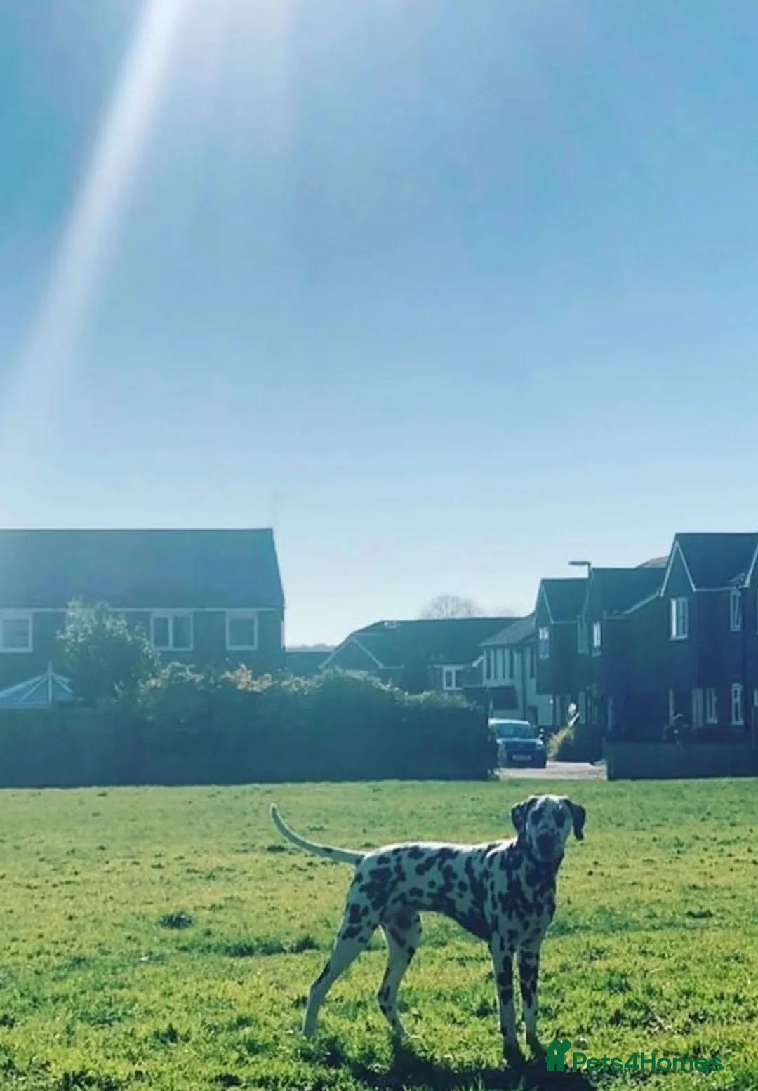 Dalmatian dogs for stud: Our Loveable Handsome Liver Dalmatian Marshall - Advert 14