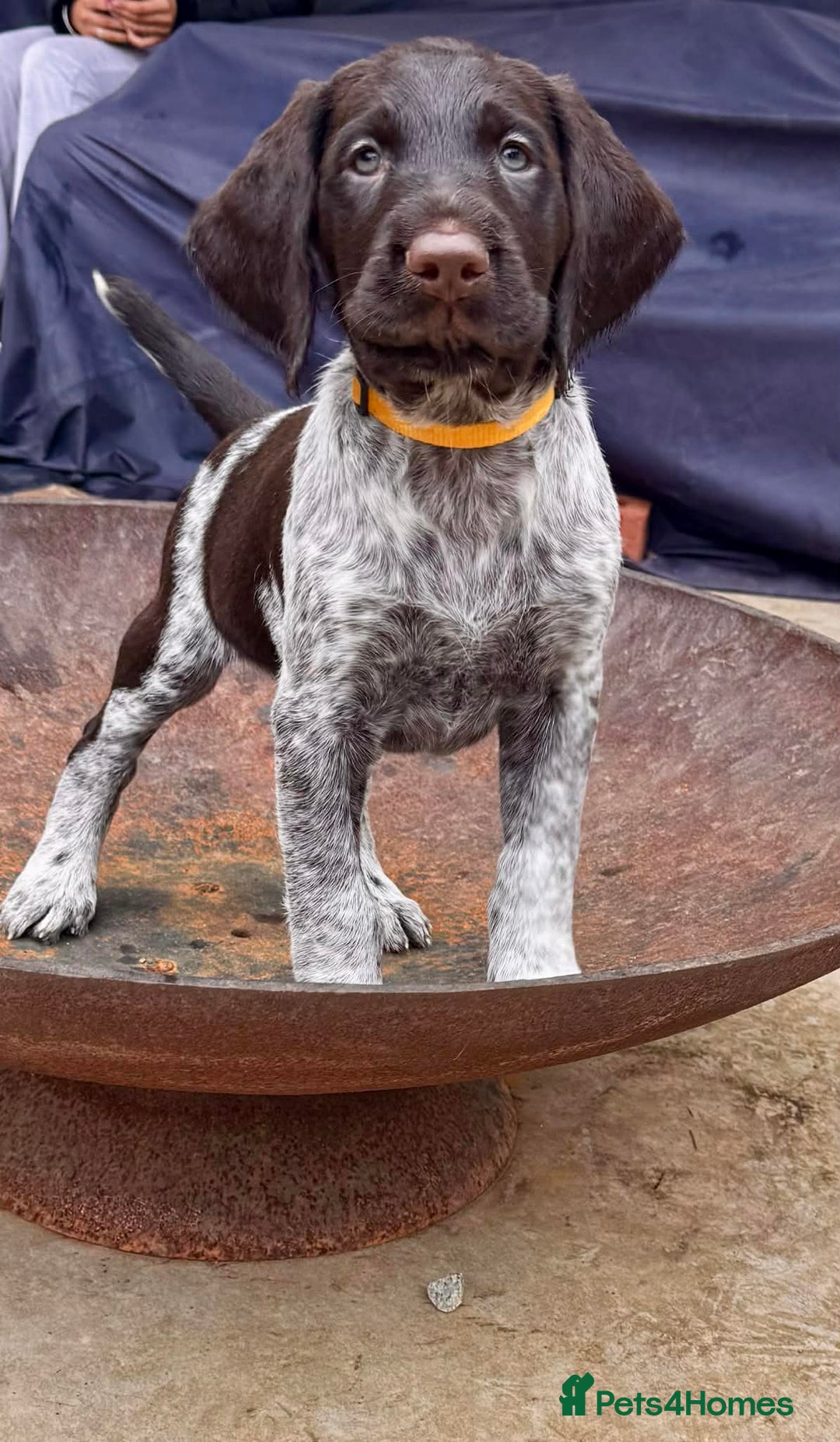 German Wirehaired Pointer dogs for sale: KC registered German Wirehaired Pointers - Advert 3