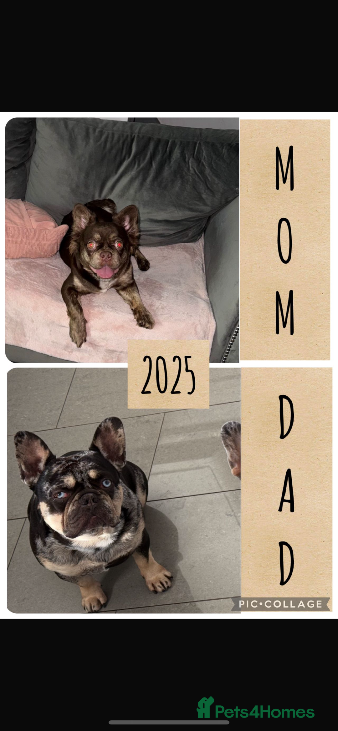 French Bulldog dogs for sale: Frenchie litter - Image 8