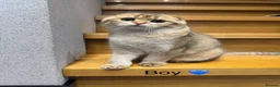 Scottish Fold cats for sale: TICA Active Golden Scottish Fold/ Straight boys - Advert 6