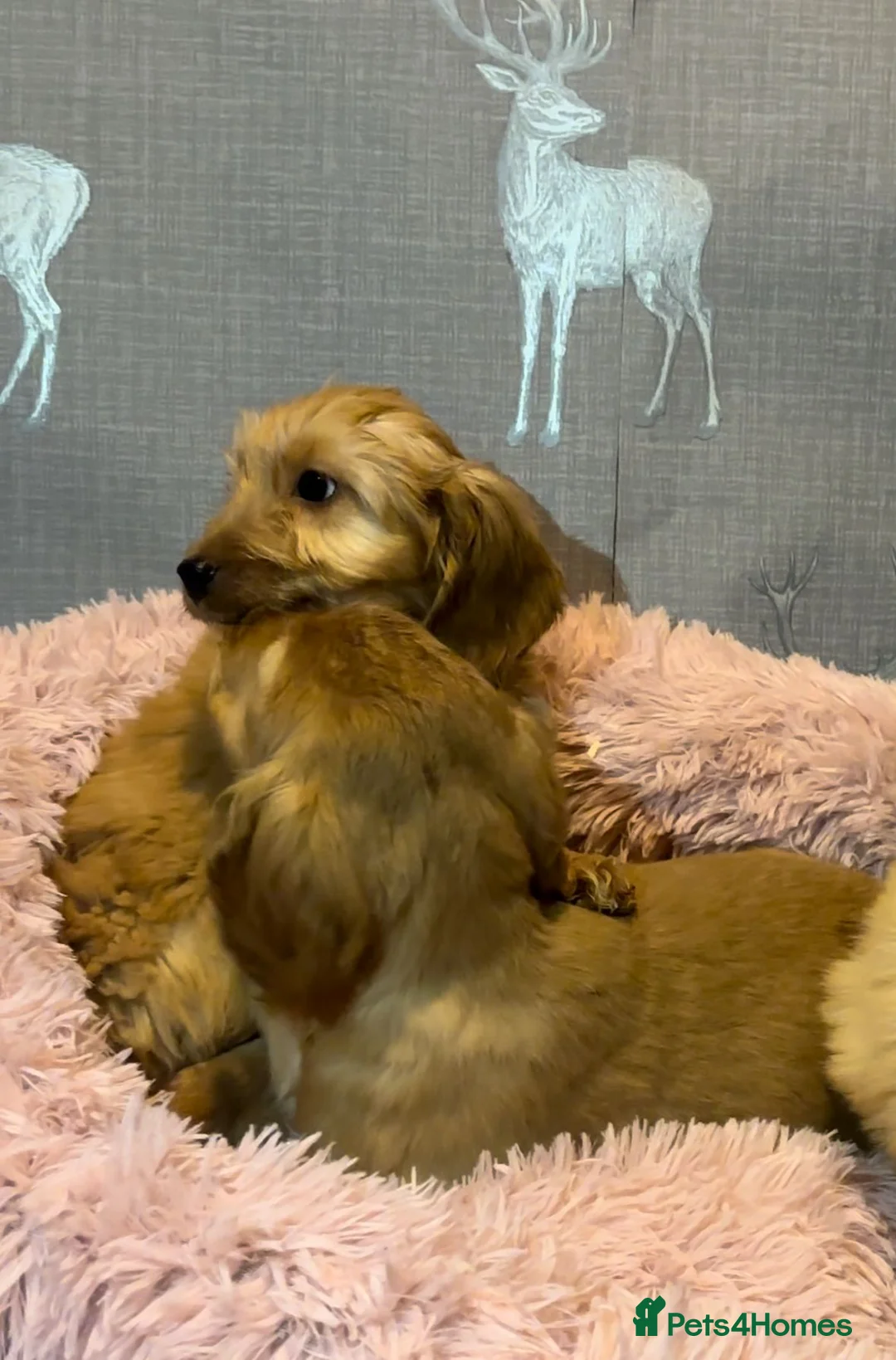 Cockapoo dogs for sale: Cockapoo puppies for sale  - Advert 8