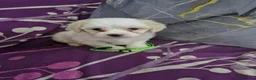 Bichon Frise dogs for sale: Pure White Bichon Frise for Sale🤍🐶 - Advert 8