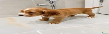 Cocker Spaniel 3