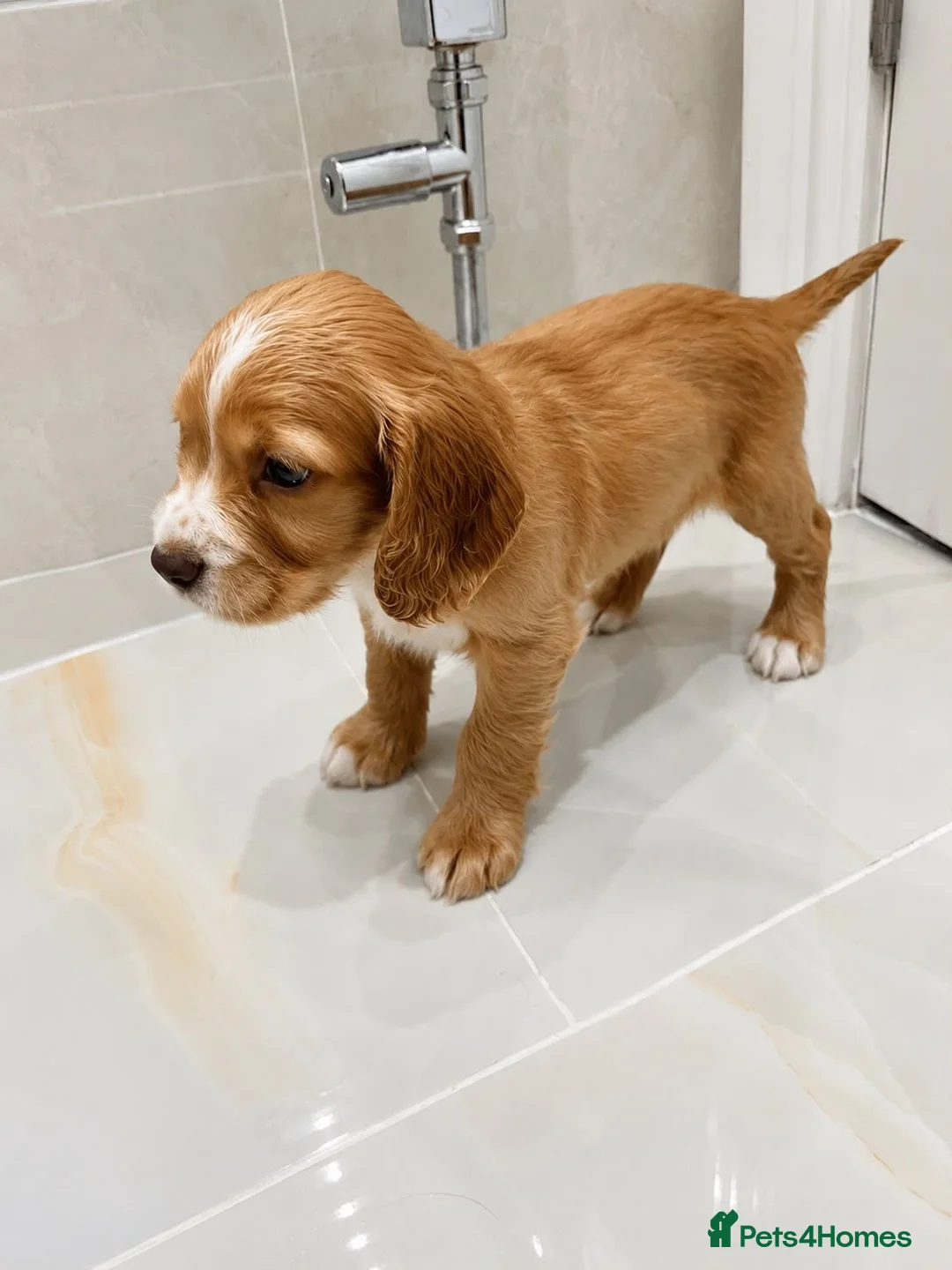 Cocker Spaniel dogs for sale: Cocker spaniel puppies in Romford - Advert 5