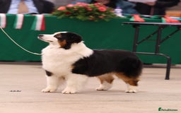 Australian Shepherd dogs for sale: Superbly Bred, Top Quality Pups - Image 13