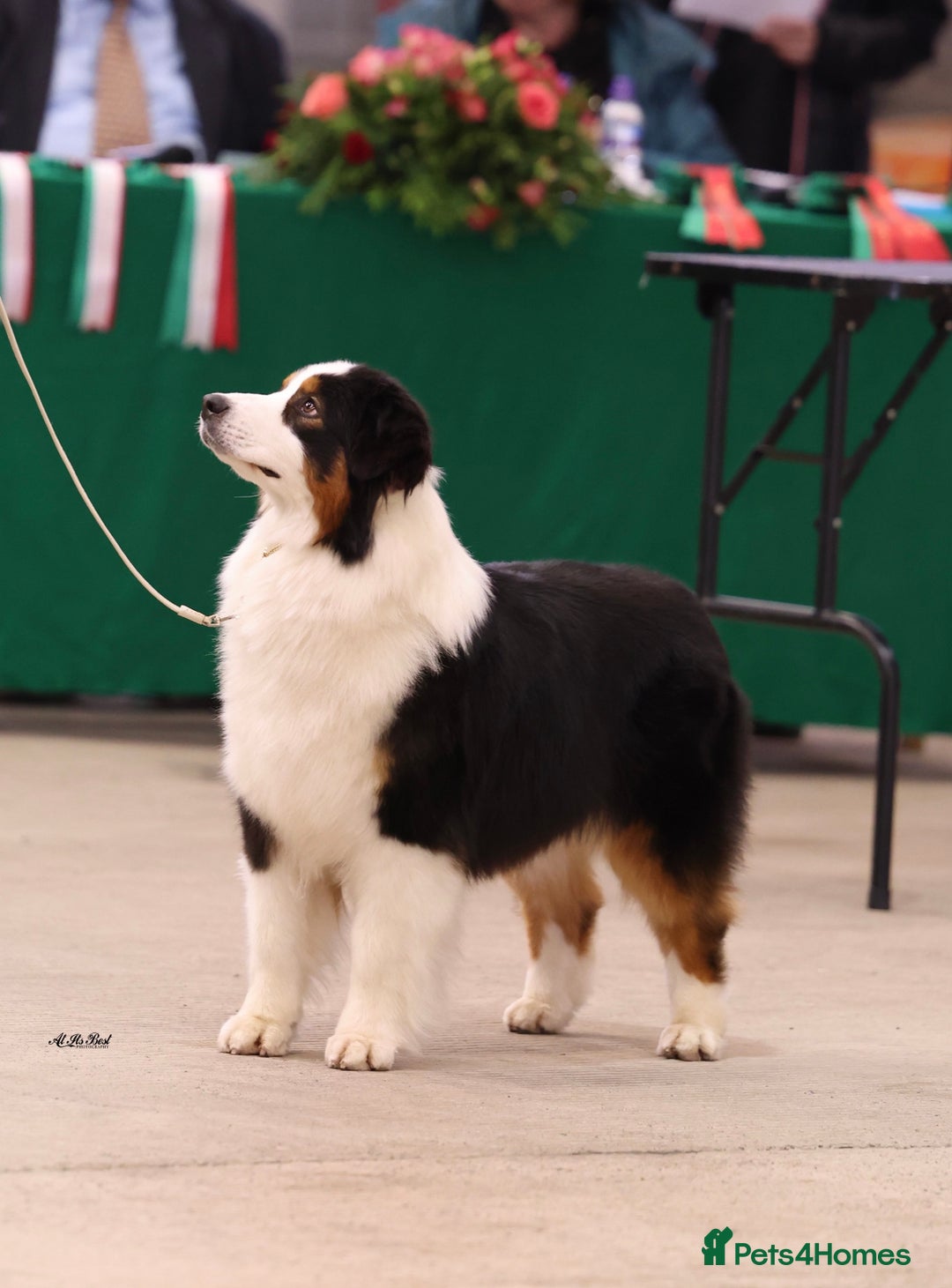 Australian Shepherd dogs for sale: Superbly Bred, Top Quality Pups - Image 13