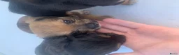 Jack Russell dogs for sale: Jack russle pups  - Advert 5