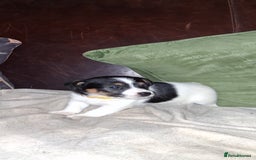 Jack Russell dogs for sale: Beautiful Jack Russell puppies - Image 6