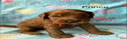 Cockapoo dogs for sale: ⭐ F1b Cockapoo Puppies – 1 Boy & 1 Girl Available  in Banbury - Advert 4