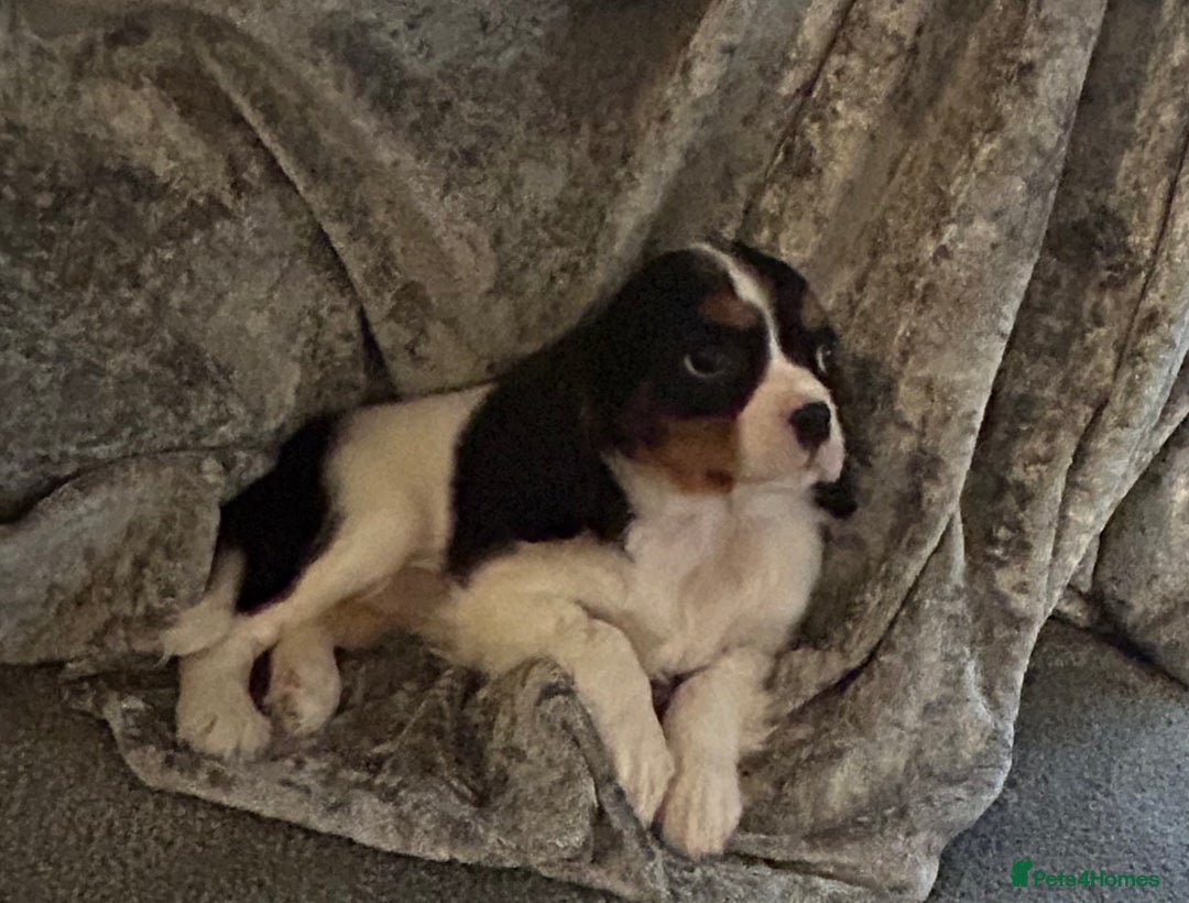 Cavalier King Charles Spaniel dogs for sale: Stunning King Charles cavalier puppies  - Advert 3