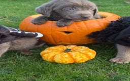 Labrador Retriever dogs for sale: Stunning silver lab puppies  - Image 3