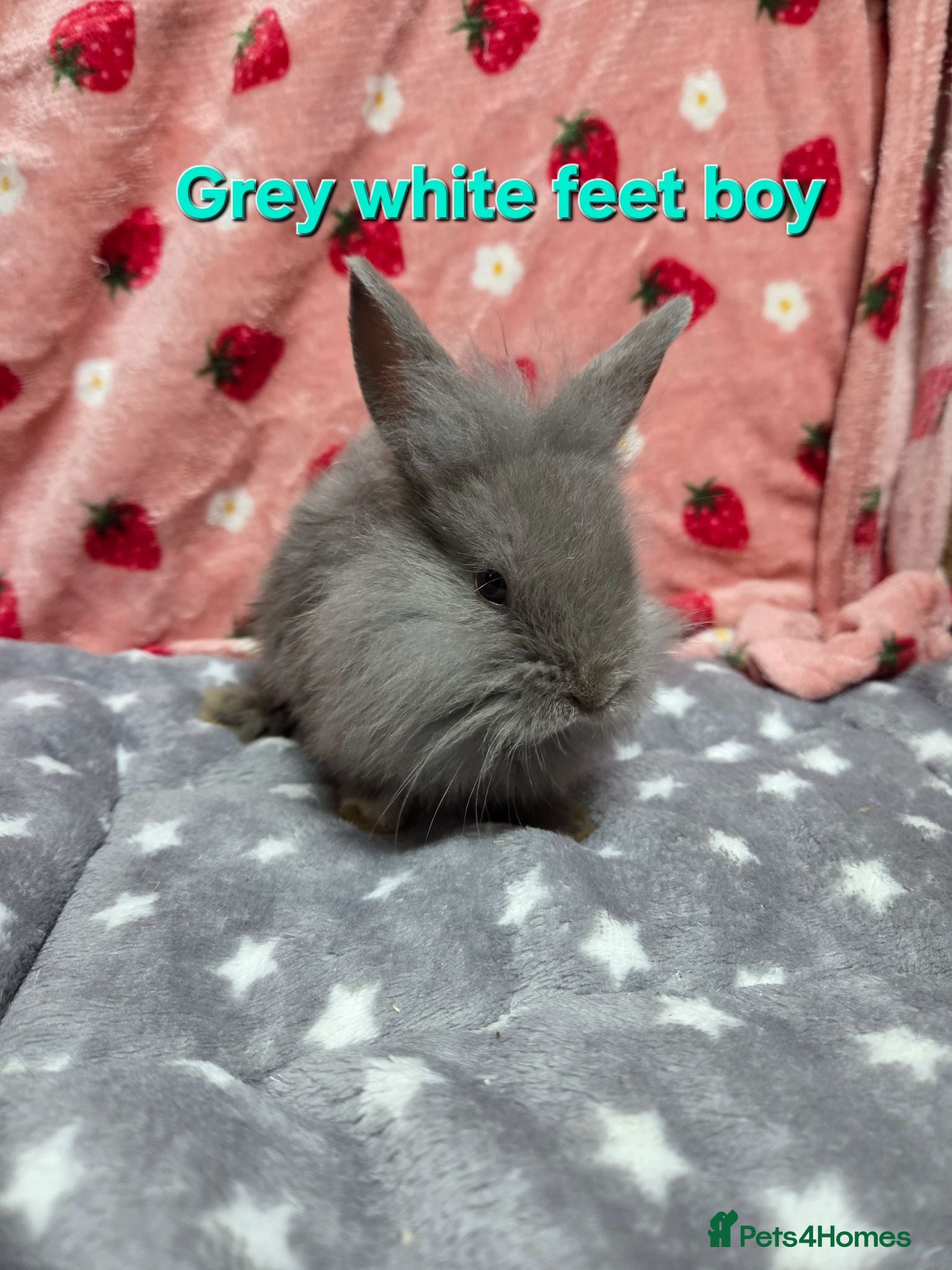 Lionhead rabbits Tame fluffy lion heads bunnies 8weeks ready now - Advert 2