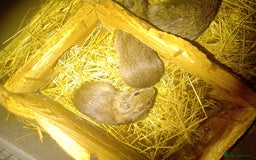 Guinea Pig rodents for sale: Yellow toothed cavies  - Advert 5