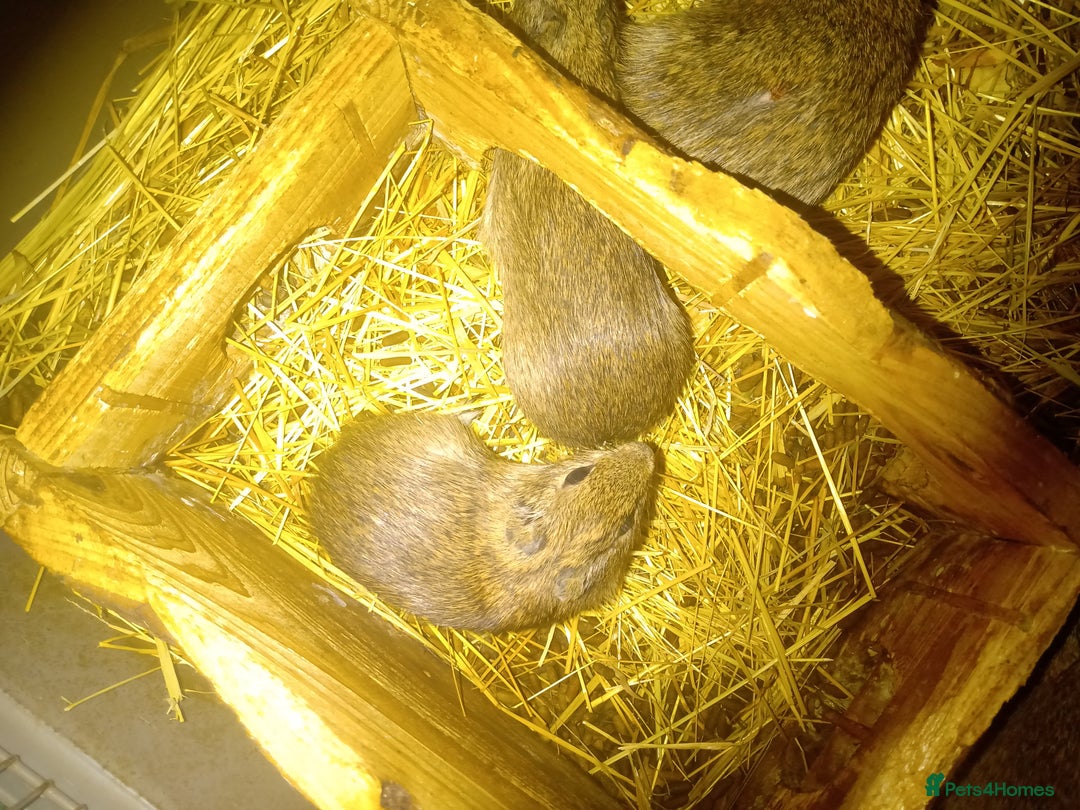 Guinea Pig rodents for sale: Yellow toothed cavies  - Advert 5