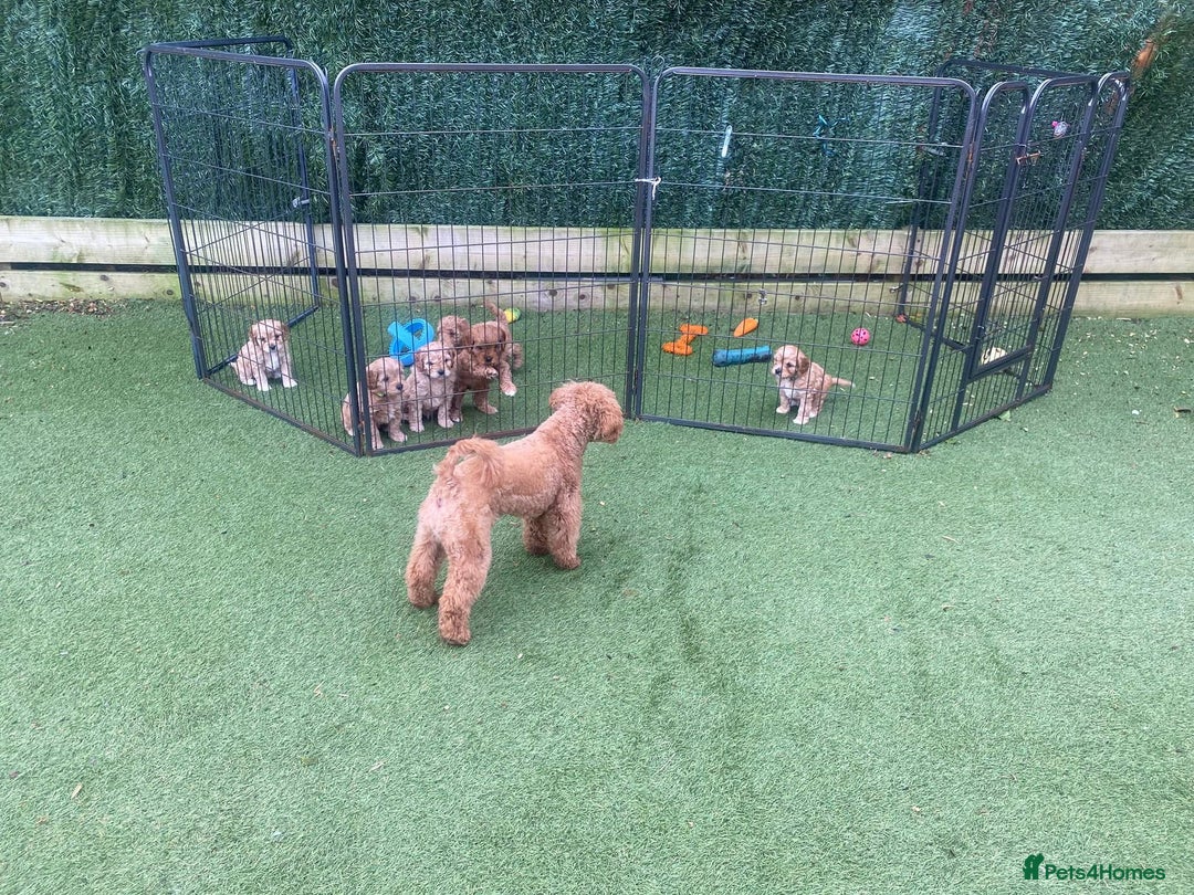 Cockapoo dogs for stud: KC Toy poodle stud - fully health tested  - Advert 5