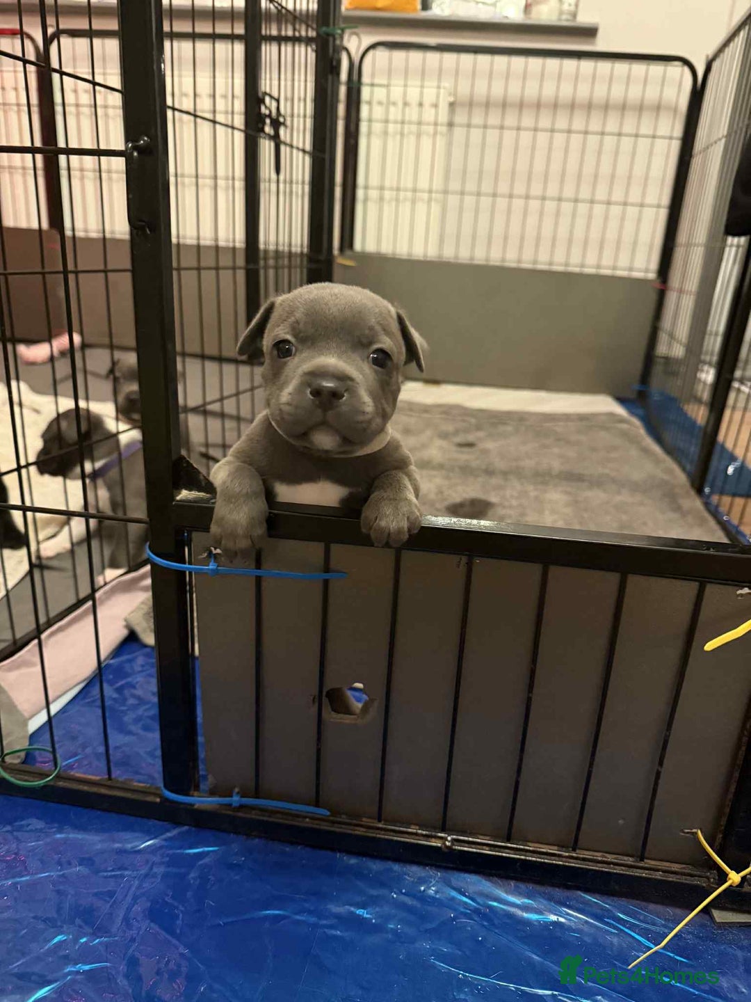 Staffordshire Bull Terrier dogs for sale: Staffordshire Bull Terrier puppies for sale  - Image 17