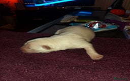 Mixed Breed dogs for sale: Northern Inuit x German shepherd puppies for sale  - Image 5