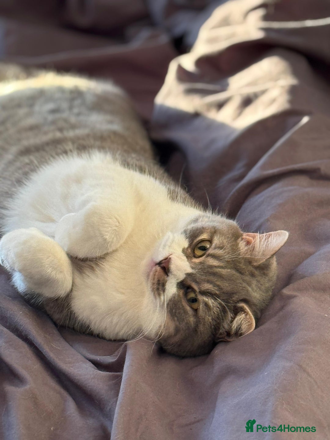 British Shorthair cats for sale: Male british shorthair 2.5 years old indoor only - Advert 2