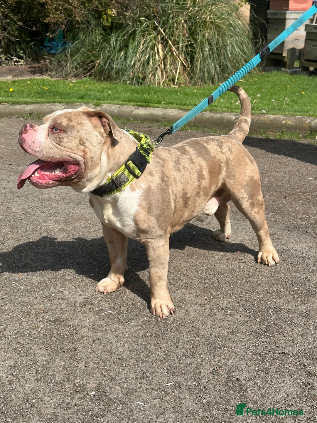 American Bully dogs for stud: Merle ABKC american pocket bully stud in Leicester - Advert 9
