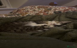 Domestic Shorthair cats for sale: Siblings looking for loving home - Image 9
