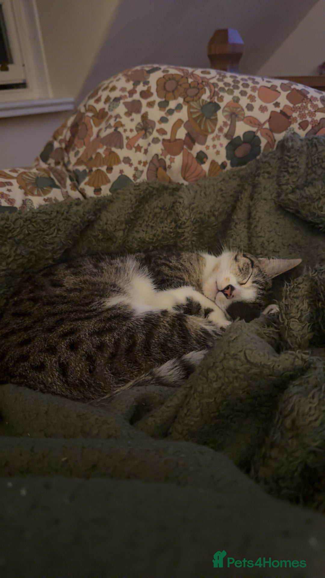 Domestic Shorthair cats for sale: Siblings looking for loving home - Image 9