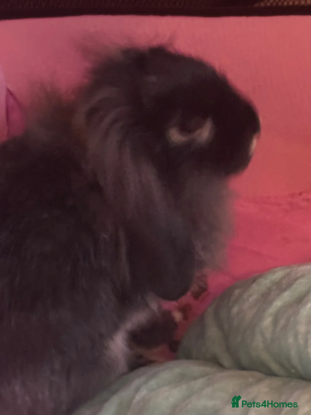 Lionhead rabbits for sale: Lion baby rabbits  - Advert 1