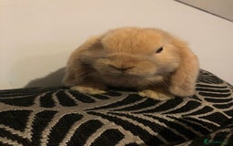 Mini Lop rabbits for sale: Beautiful Mini Lop Rabbits  - Image 13