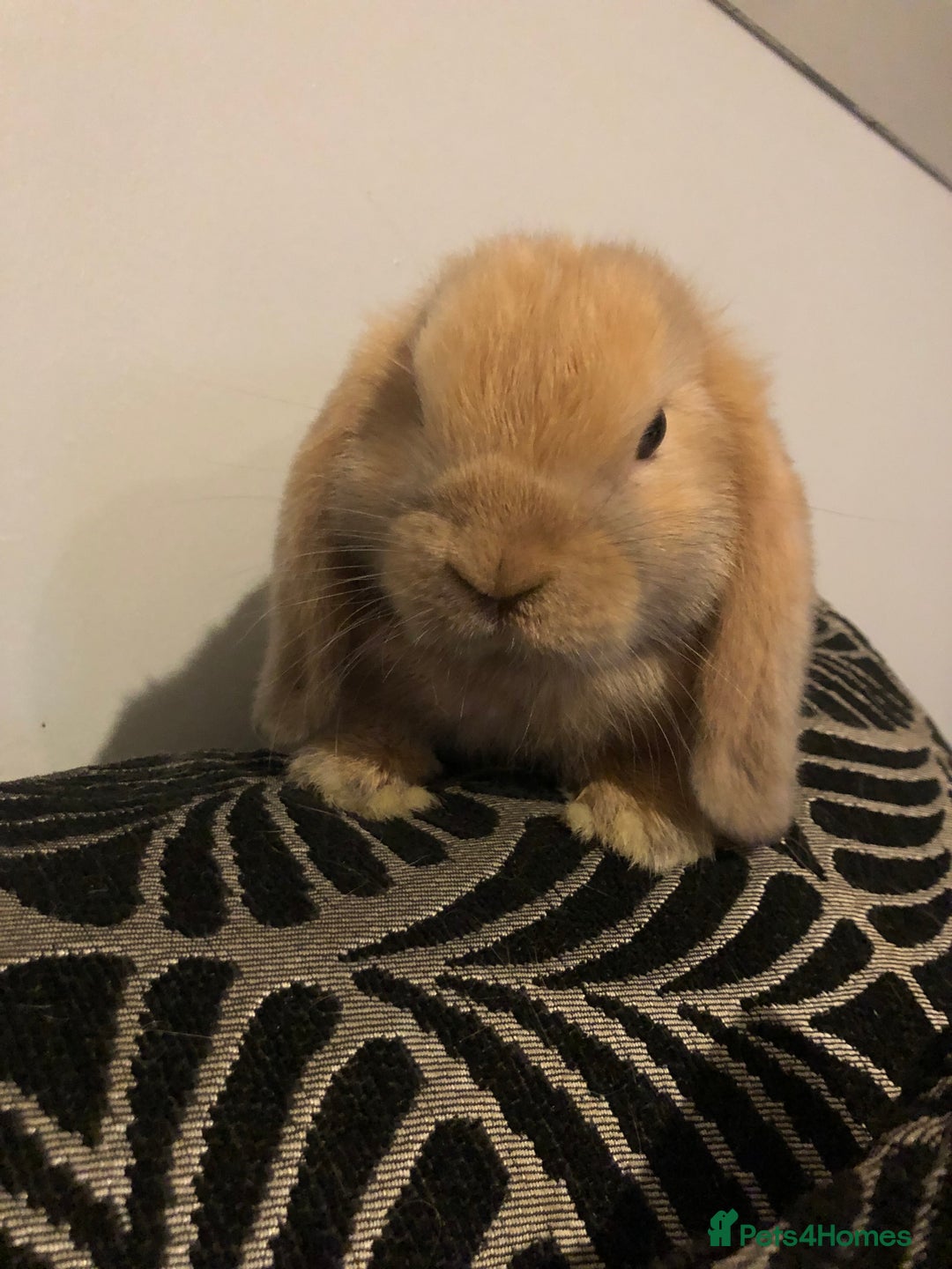 Mini Lop rabbits for sale: Beautiful Mini Lop Rabbits  - Image 13