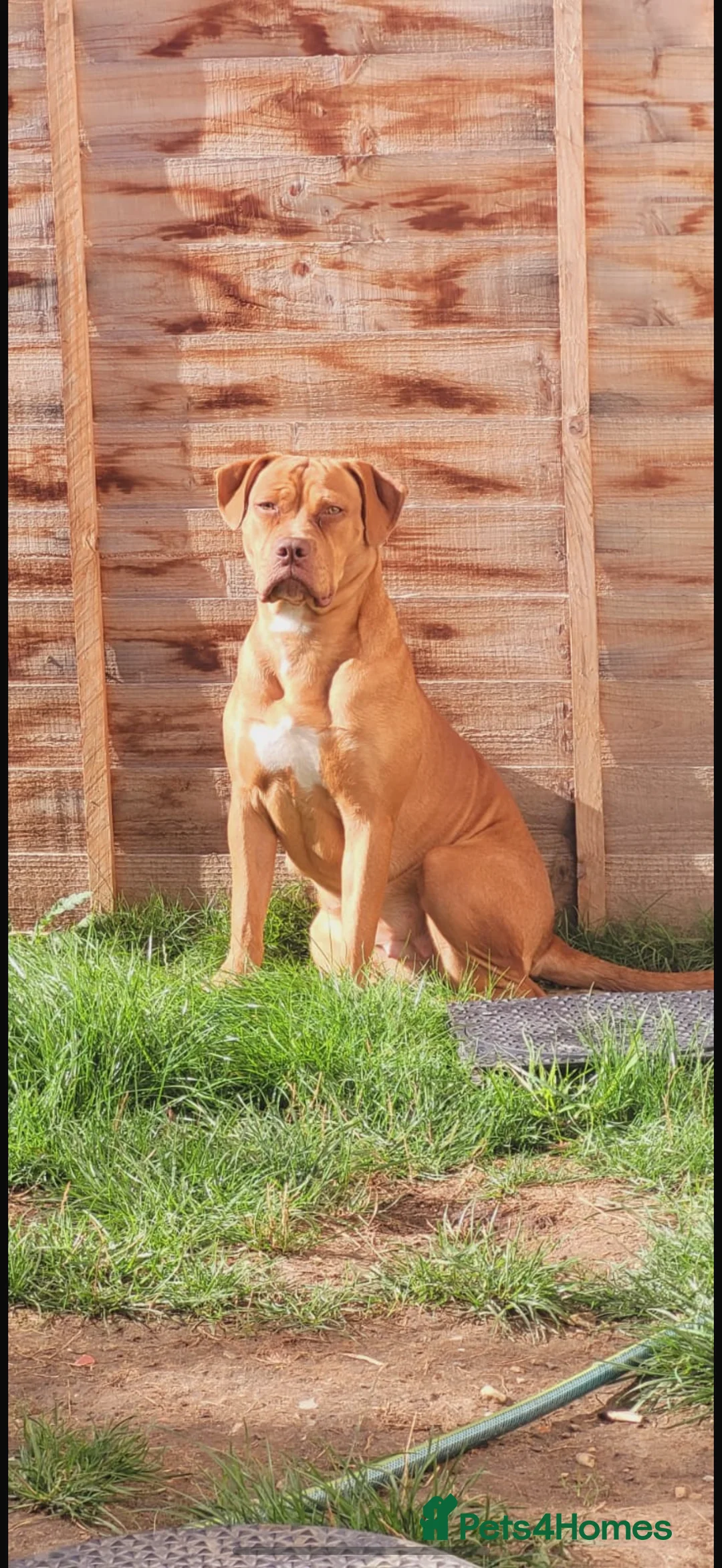 Mixed Breed dogs for sale: Beautiful American bulldog x bullmastiff female - Advert 2