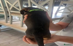 Mixed Breed dogs for sale: 8 beautiful dashaund X Jack Russel puppies  - Image 21