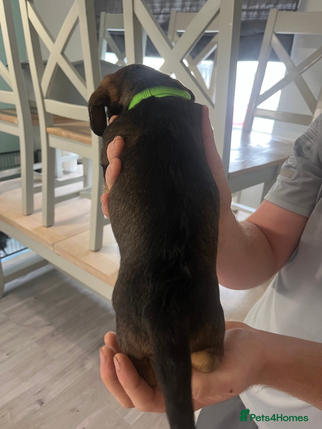 Mixed Breed dogs for sale: 8 beautiful dashaund X Jack Russel puppies  - Image 21