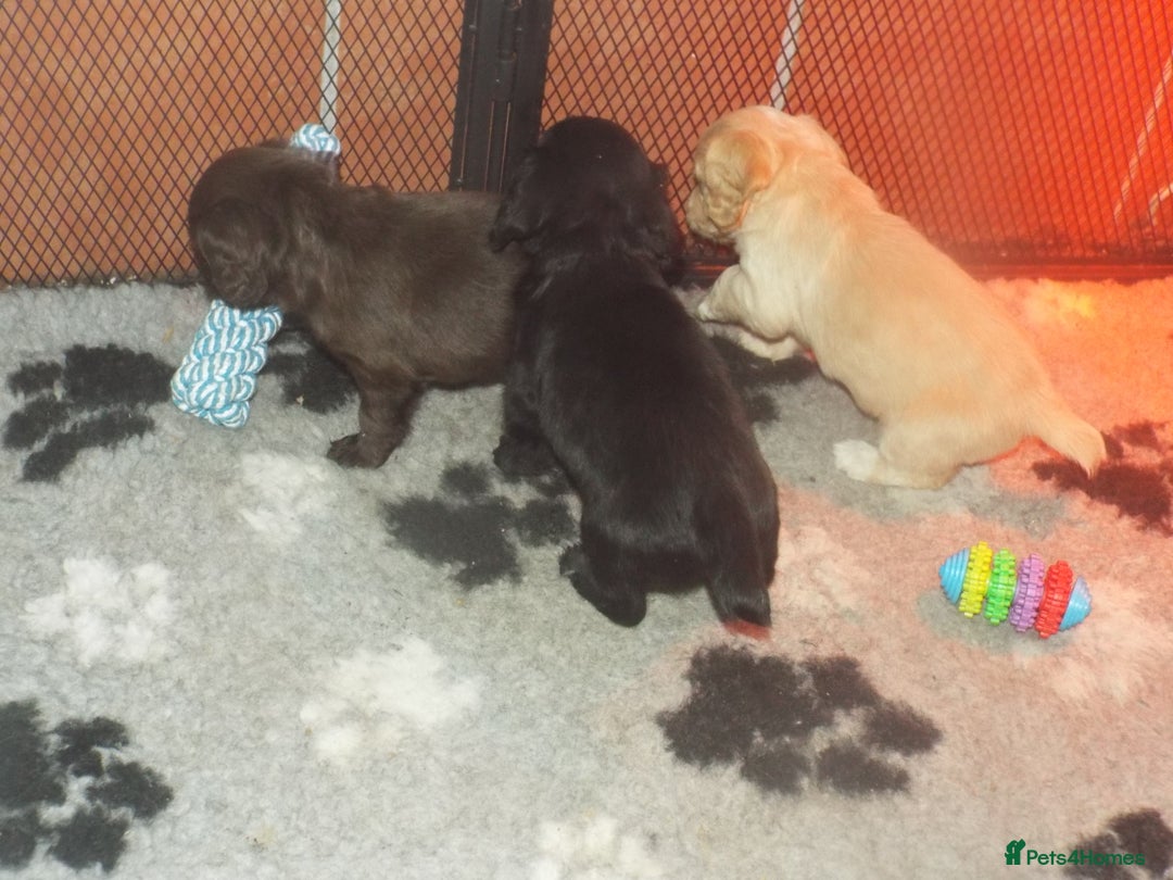 Cocker Spaniel dogs for sale: WORKING COCKER SPANIEL PUPPIES - Advert 4