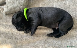 Labrador Retriever dogs for sale: 5* breeder🐾beautiful glossy black puppies ❤️  - Image 23