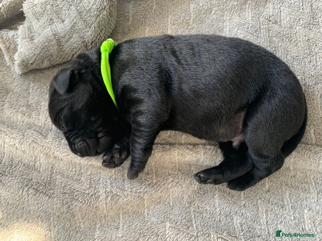 Labrador Retriever dogs for sale: 5* breeder🐾beautiful glossy black puppies ❤️  - Image 23