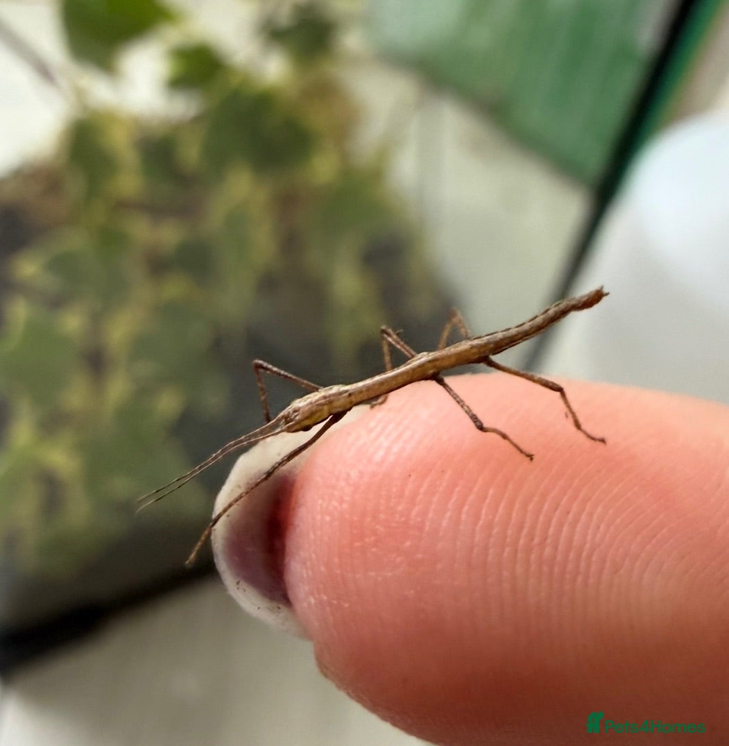 Stick Insects invertebrates Indian stick insects - Advert 2