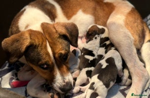 Mixed Breed dogs Beagle litter - Advert 5