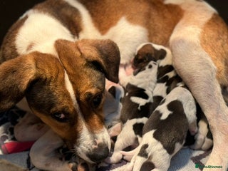 Mixed Breed dogs Beagle litter - Advert 14