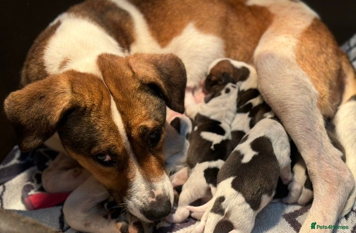 Mixed Breed dogs Beagle litter - Advert 4